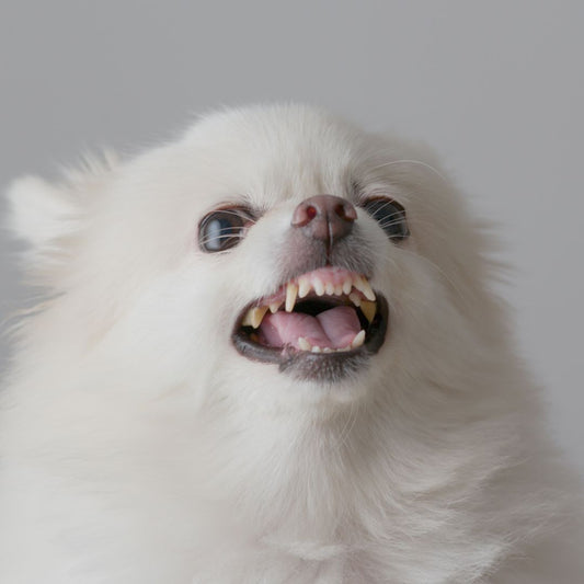 How to Spot the Signs of Good and Poor Health in Your Dog